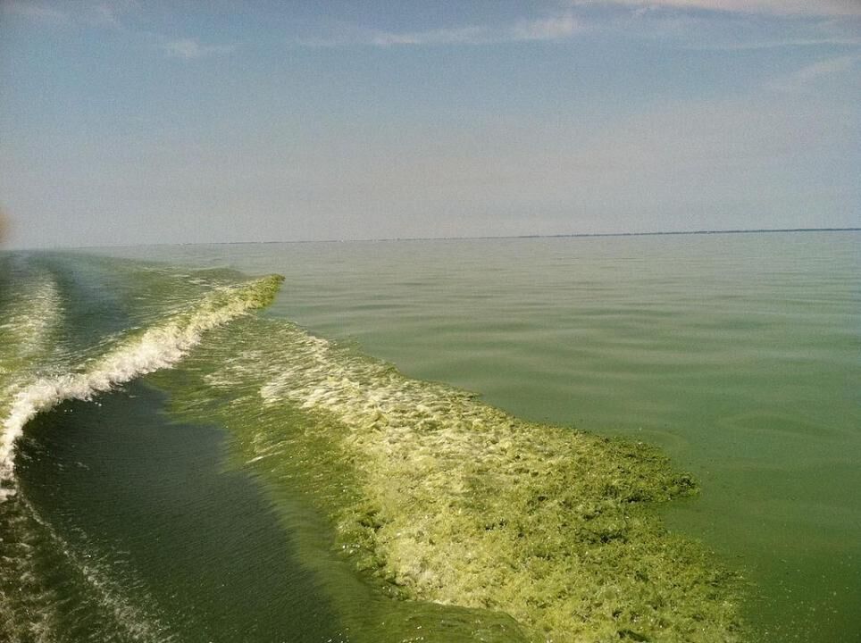 Toxic Algae